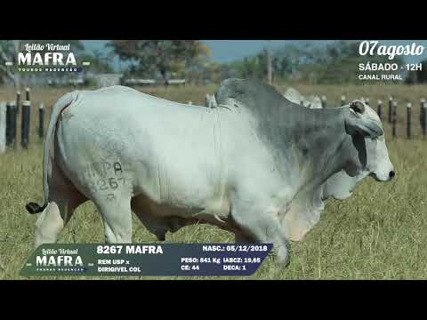 LOTE 14   MFRA 8267