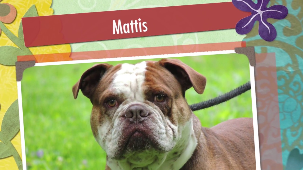 Aldens Kennels Dog Boarding, Vernon Hills Illinois YouTube