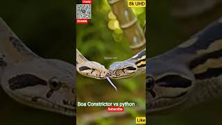 Boa Constrictor vs python - subscribe