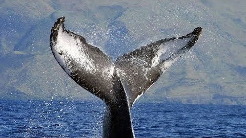 In rare footage, humpback whales attempt to disrupt a killer whale hunt in Antarctica
