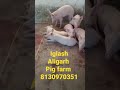 Pigfarming iglash aligarh up pig farming in up 8130970351