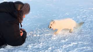 Храбрый песец! Brave arctic fox!