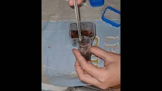 Poecilotheria Ornata Rehousing