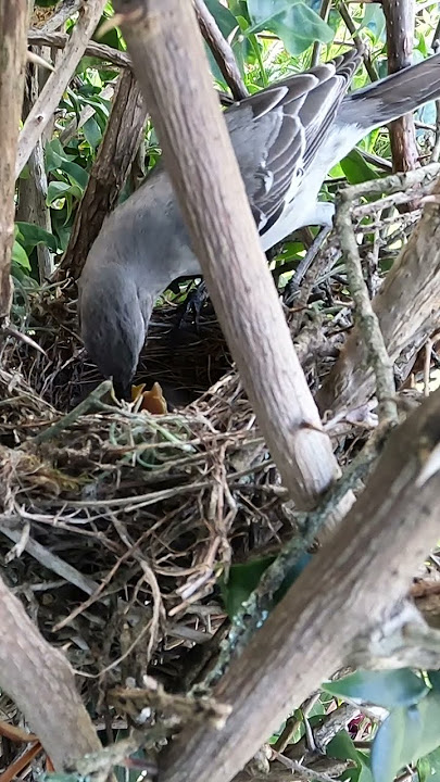 Mockingbird dinner babies time
