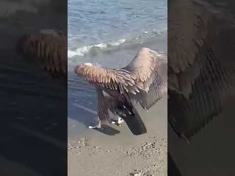 Εξουθενωμένος γύπας στην παραλία του Πλακιά