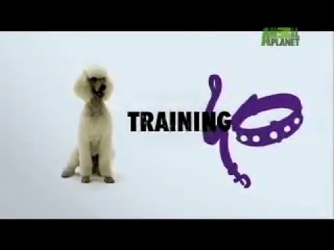 toy poodle dogs 101