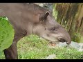 Cómo se le realiza una biometría a la Danta del Parque de la Conservación 🍃🐾