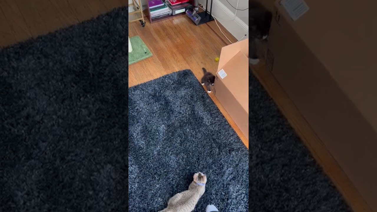 Shojjo’s baby kitties Sept 2024, San Francisco