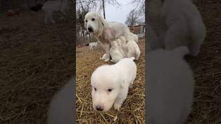 Meet Dixie Our Three Legged Livestock Guardian Dog!! #dog #animal #family #farmliving #accident