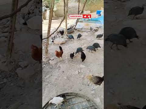 نصائح مهمة جدآ متى اضيف الدجاج الجديد مع القديم لتجنب امراض او نقل مرض او عدو للدجاج