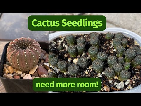 Video: Frailea Cactus Care - Erfahren Sie mehr über den Anbau von Cactus Frailea