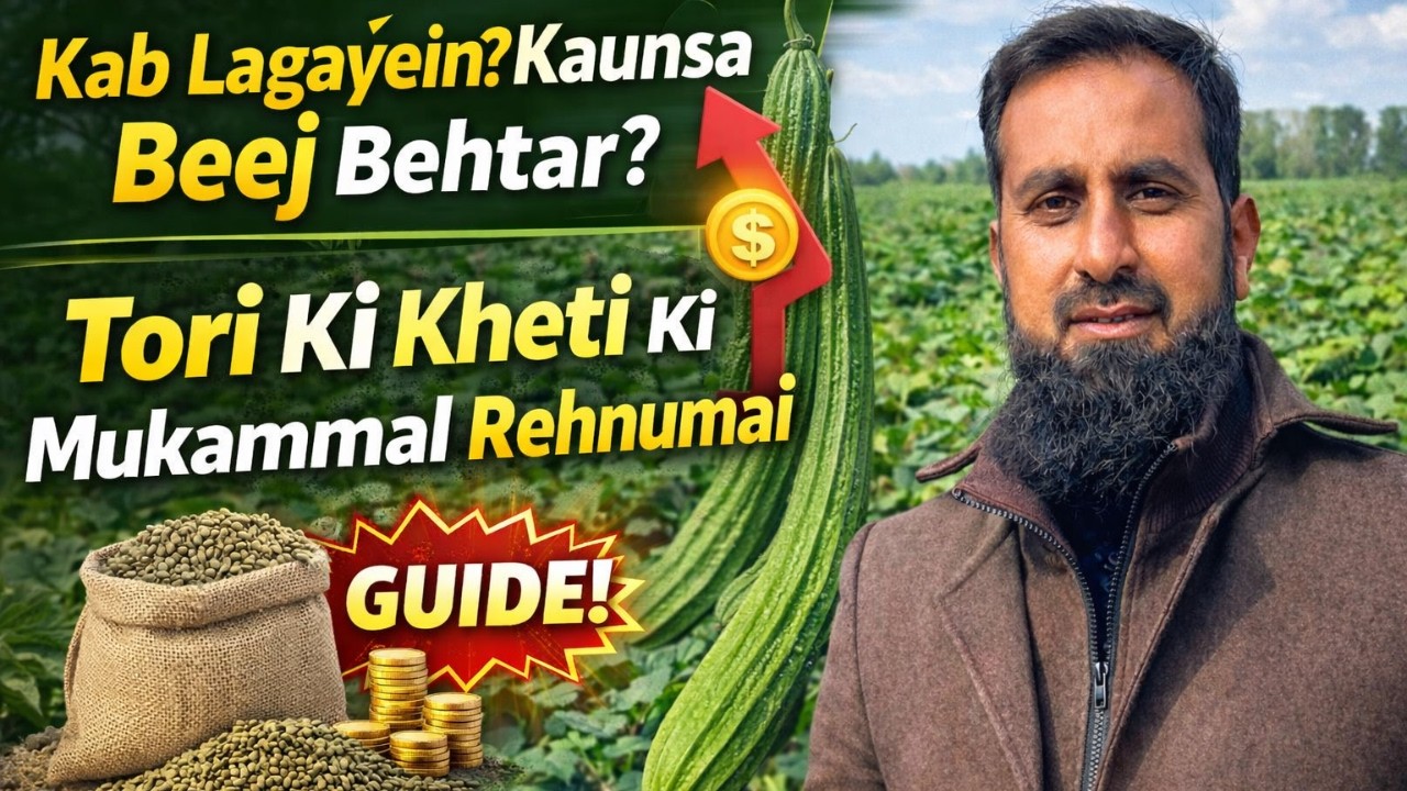 Tori Ki Kheti Ka Complete Guide | Beej, Waqt, Zameen Aur Full Detail 2026