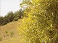 nature ramka 2011 wmv الرمكةغليزانالجزائر mp3