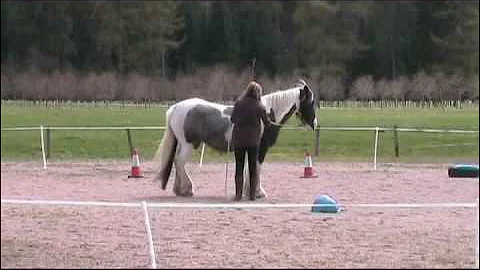 Dot & Elsie Parelli Level 1 Assessment