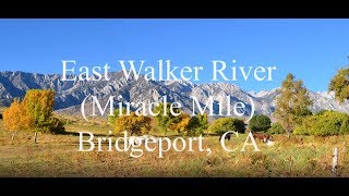 Fly Fishing the East Walker River (The Miracle Mile) Bridgeport CA