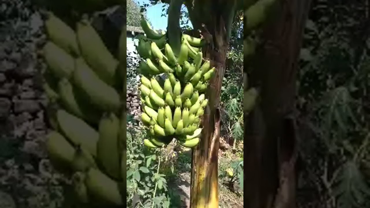 Aparnathi Hital લાઇવ છે! - YouTube
