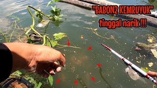 Pemancing Mending Gak Usah Nontonreo Gak Bisa Tidur Mancing Ikan Red Devil Nahol Mania