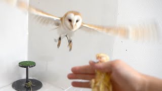 フクロウの夜会 Amazon.co.jp: heizi フクロウ ソーラーライト 屋外 ガーデン