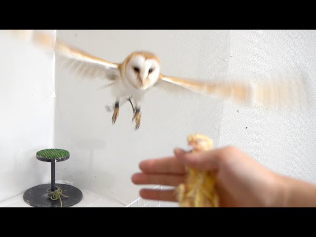 フクロウの夜会 Amazon.co.jp: heizi フクロウ ソーラーライト 屋外 ガーデン