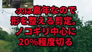 温州みかん剪定講座②実技編（裏年の木）！UMEMARU FARM農業動画