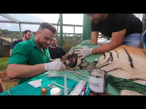 Vídeo: Veterinário Realiza Cirurgia Em Cobra De Rato Amarelo Selvagem Para Remover Bola De Pingue-pongue