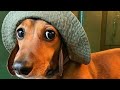 40 minutes Funniest  Miniature Dachshund Dogs Cute Instagram Videos Compilation #Dachshund dogs