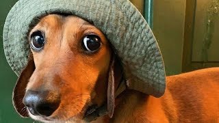 40 minutes Funniest  Miniature Dachshund Dogs Cute Instagram Videos Compilation #Dachshund dogs