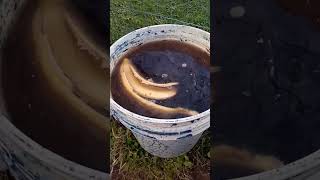 ☝️ biofertilizante en base a Potasio 👍☝️🇺🇾
