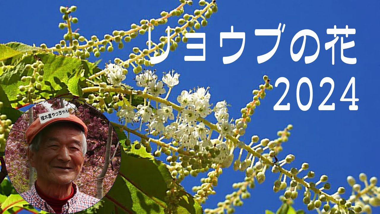 リョウブ 花 2024 秋元園芸 - YouTube