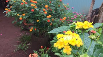 Cây hoa ngũ sắc đủ các loại màu/Những kiến thức cây không ra hoa và những cây ra hoa/Cây cảnh Bonsai