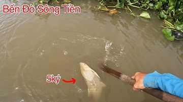 Bến Đò Sông Tiền Nơi Tập Trung Hàng Khủng | Kích Cá Miền Tây | Catch Fish