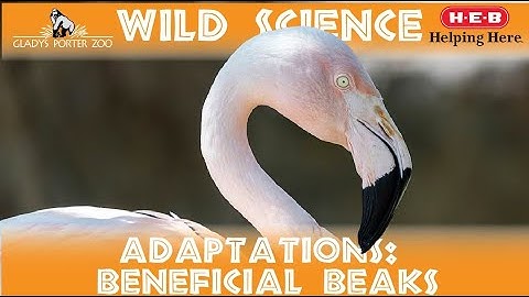 WILD SCIENCE- Beneficial Beaks
