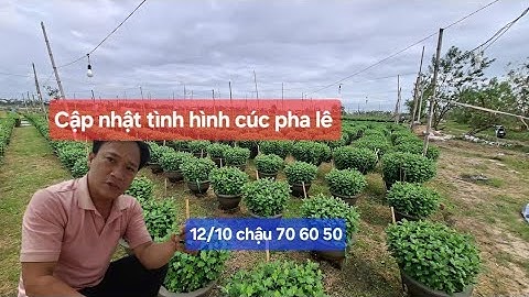 Cập nhật tình hình chiều cao và sự phát triển cúc pha lê chậu 70 60 55 50 ngày 12/10 tết 2026