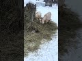 Bale grazing #livestockfarming #saskfarmers #saskfood