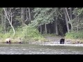 Grizzly and Black Bears in Alaska