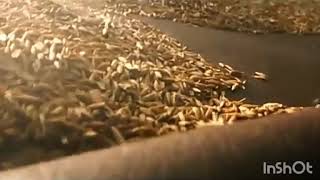 Fmv Louder Than Bombs-Bangtanpink