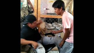 Video viral Wik Wik Wikkkkkk fersi anak luwuk banggai😂😂