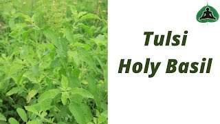 Benefits of Tulsi, Holy Basil