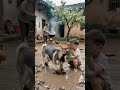 Rural courtyard, little boy, Erha, farmhouse, boo absurd video