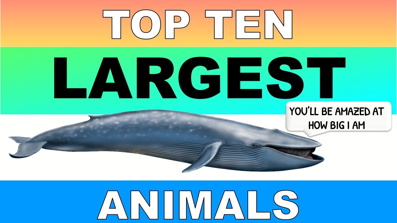 Top 10 Largest Animals in the Wolrd | Top 10 Biggest animals in the world|  Animal Facts guide - YouTube