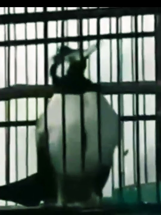 Burung Jalak Uren, menyanyikan lagu Garuda Pancasila #shorts