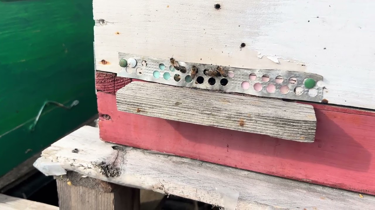 2.Martie 2026. ,,Babele” , reginele & albina. 