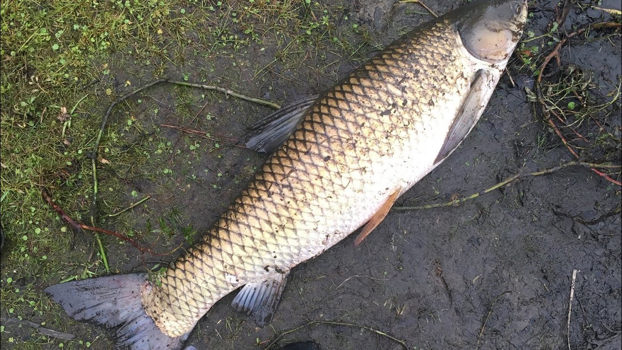 When Grass Carp Attack Lmao YouTube when-grass-carp-attack-lmao-youtube