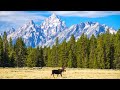 The best places to find animals at Grand Teton National Park