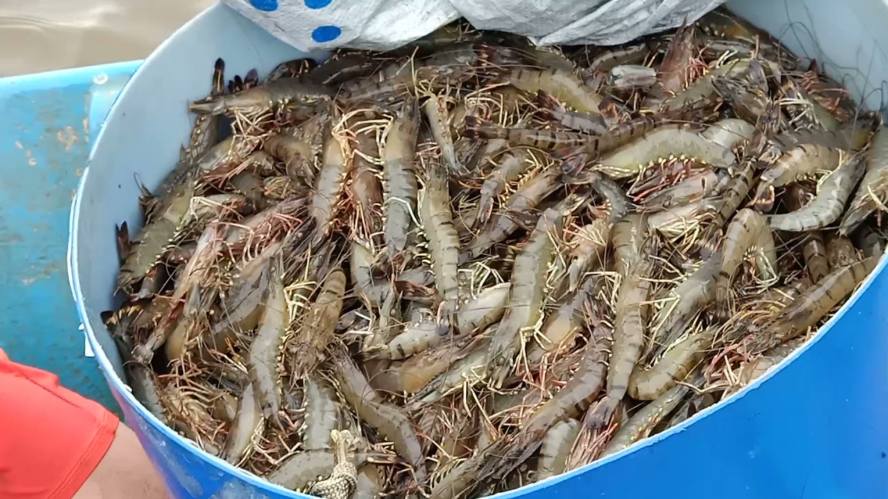 Chiều Miệt Thứ Cùng Các Anh Đi Đổ Tôm Sú Vui Ơi Là Vui - HồngĐượmVlog