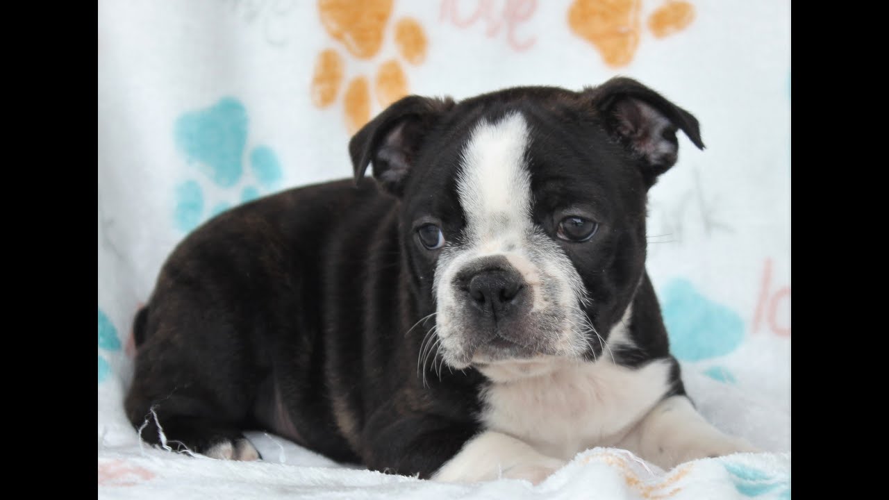 Boston Terrier Puppies for Sale YouTube