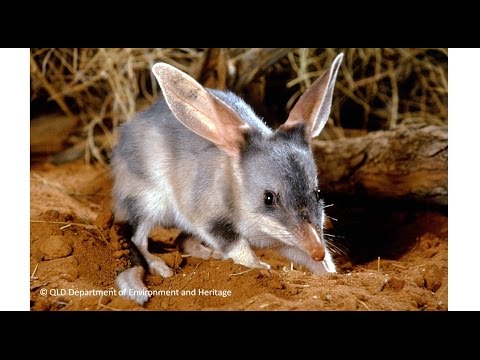 Video: Mengapa bilbies terancam?