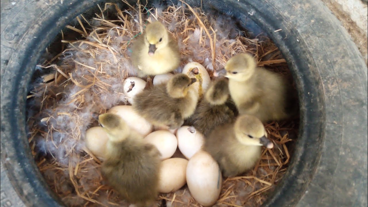 اخيرا فقس بيض الوز بعد انتظار سبحان الله علي جمال الوز ومعلومات مهمه للوز اثناء الروقود