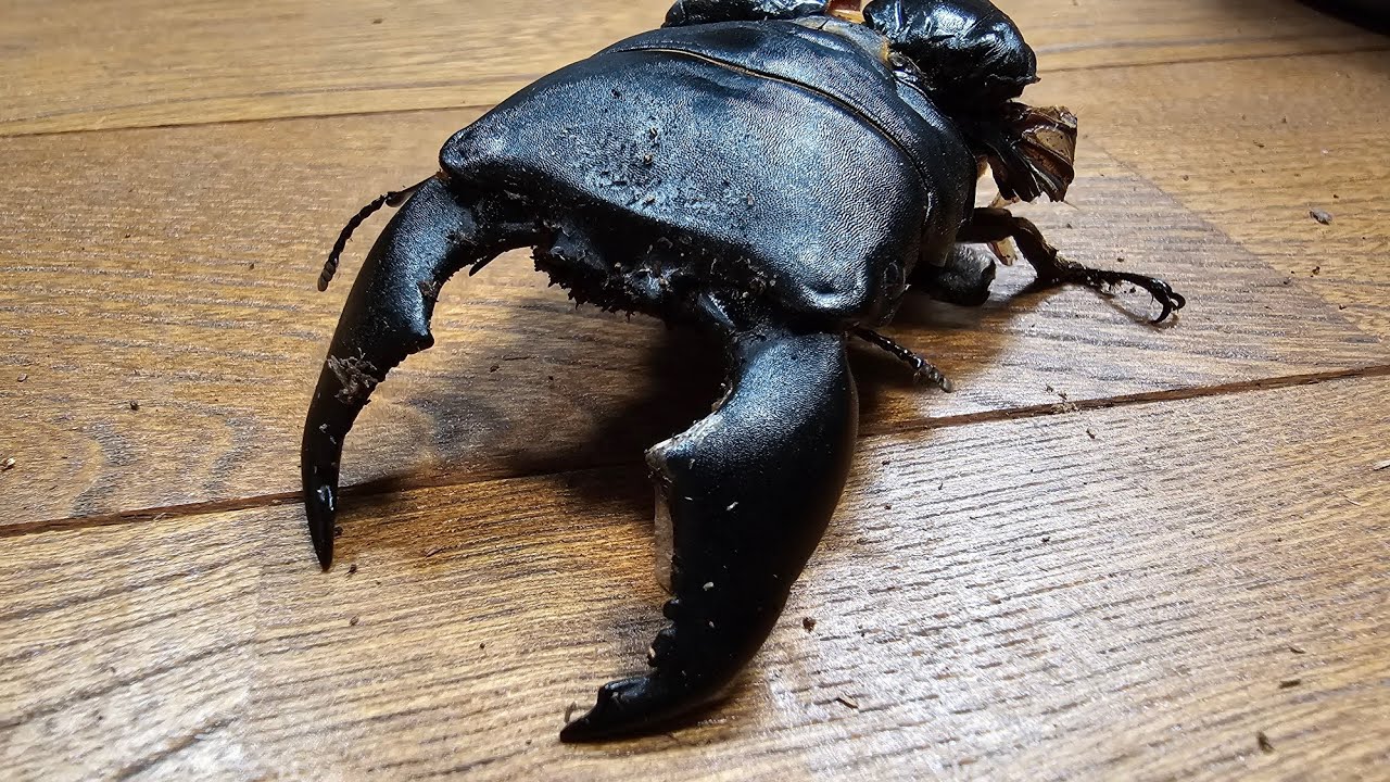 【98gの化物】異常なまでに巨大化したヒラタクワガタの結末