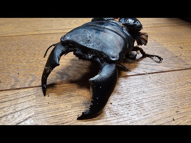 超大型ヒラタクワガタ７３ミリ 98gの化物】異常なまでに巨大化したヒラタクワガタの結末 - YouTube